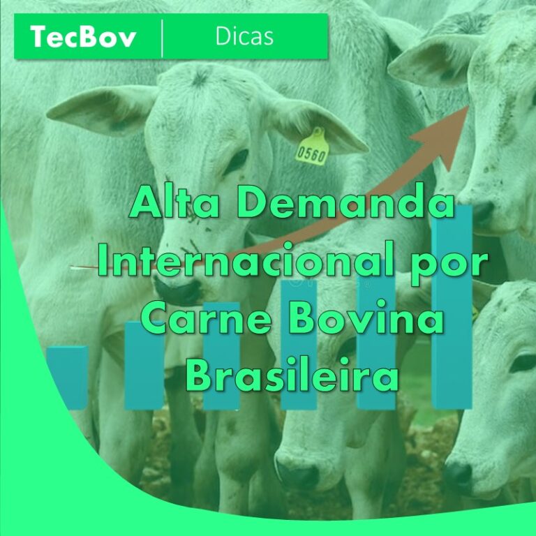 Alta Demanda Internacional Por Carne Bovina Brasileira Tecbov