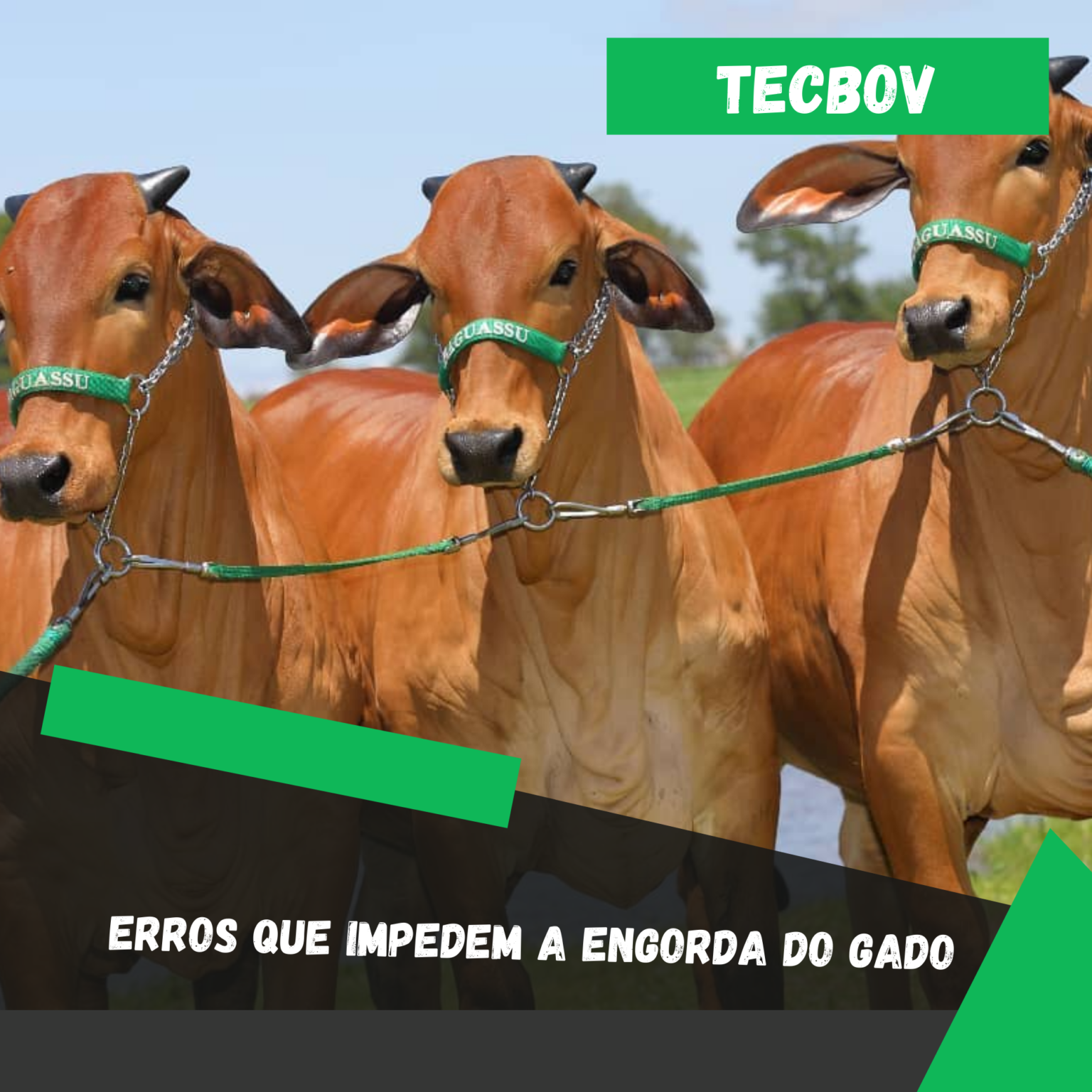 Planilha de Controle de Gado Grátis Tecbov