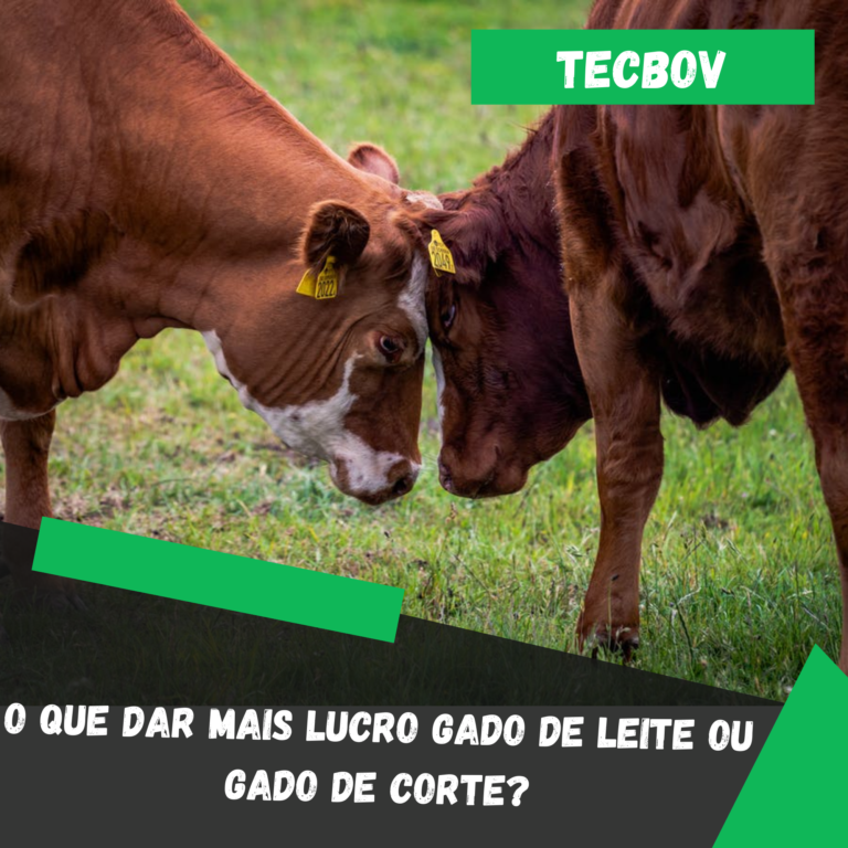 Planilha de Controle de Gado Grátis Tecbov