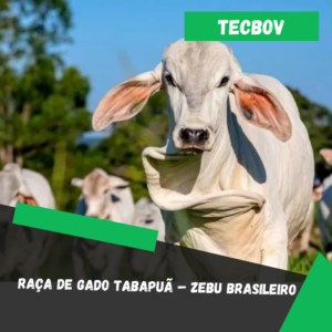 Raça de gado Tabapuã – Zebu Brasileiro