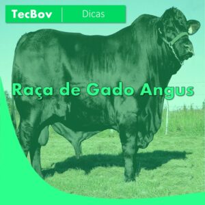 raca-de-gado-angus