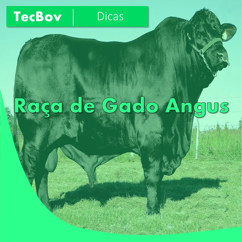 raca-de-gado-angus