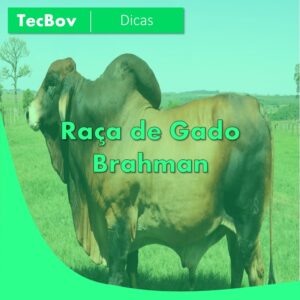 raca-de-gado-brahman