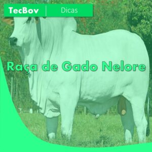 raca-de-gado-nelore