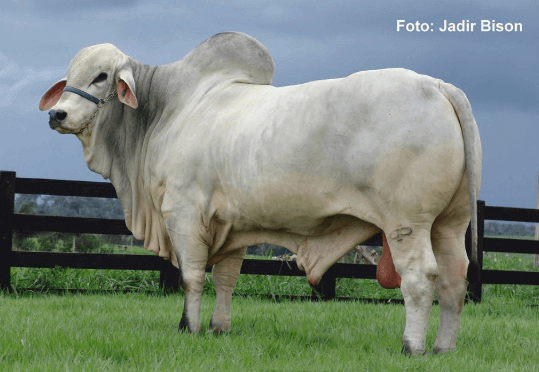 raçã tabapuã (zebu brasileiro)