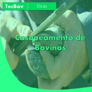 casqueamento-de-bovinos