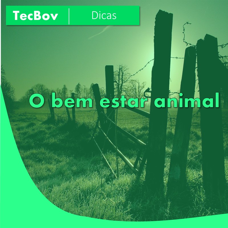 o-bem-estar-animal