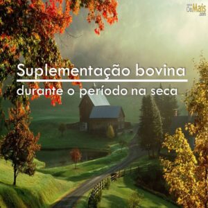 suplementacao-bovina-durante-o-periodo-na-seca