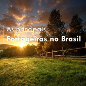 as-principais-forrageiras-no-brasil