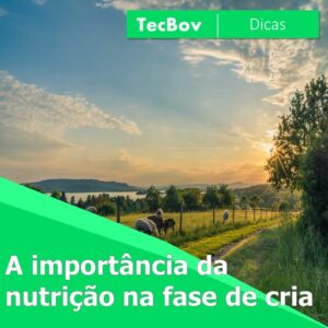 a-importancia-da-nutricao-na-fase-de-cria