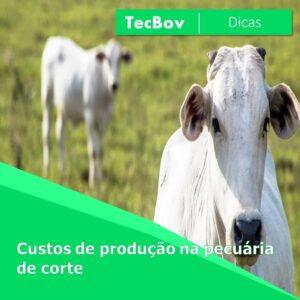 custos-de-producao-na-pecuaria-de-corte