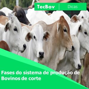 fases-do-sistema-de-producao-de-bovinos-de-corte