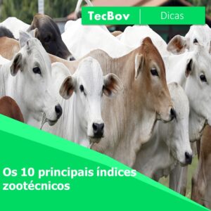 os-10-principais-indices-zootecnicos