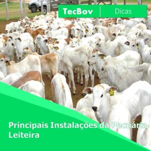 principais-instalacoes-da-pecuaria-leiteira