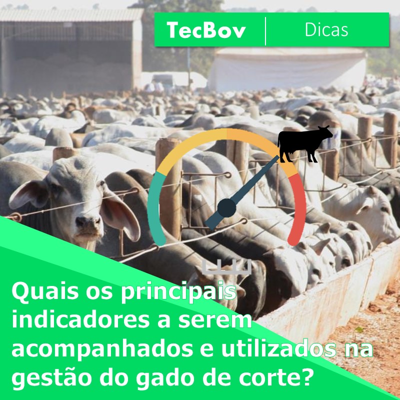 quais-os-principais-indicadores-a-serem-acompanhados-e-utilizados-na-gestao-do-gado-de-corte