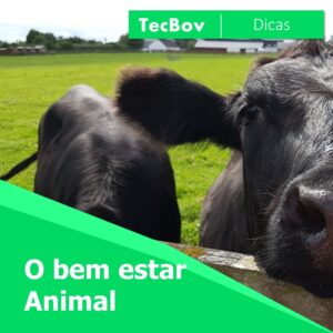 bem estar bovino