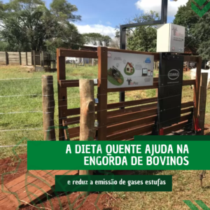 A dieta quente ajuda na engorda de bovinos