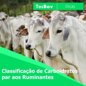 Classificação de Carboidratos par aos Ruminantes