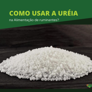 Como usar a Uréia na Alimentação de ruminantes