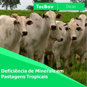 Deficiência de Minerais em Pastagens Tropicais