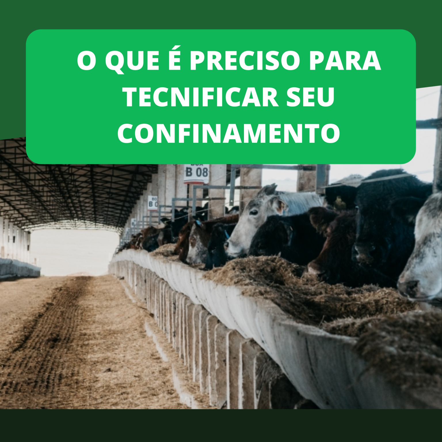 O Que é Preciso Para Tecnificar O Seu Confinamento - Tecbov