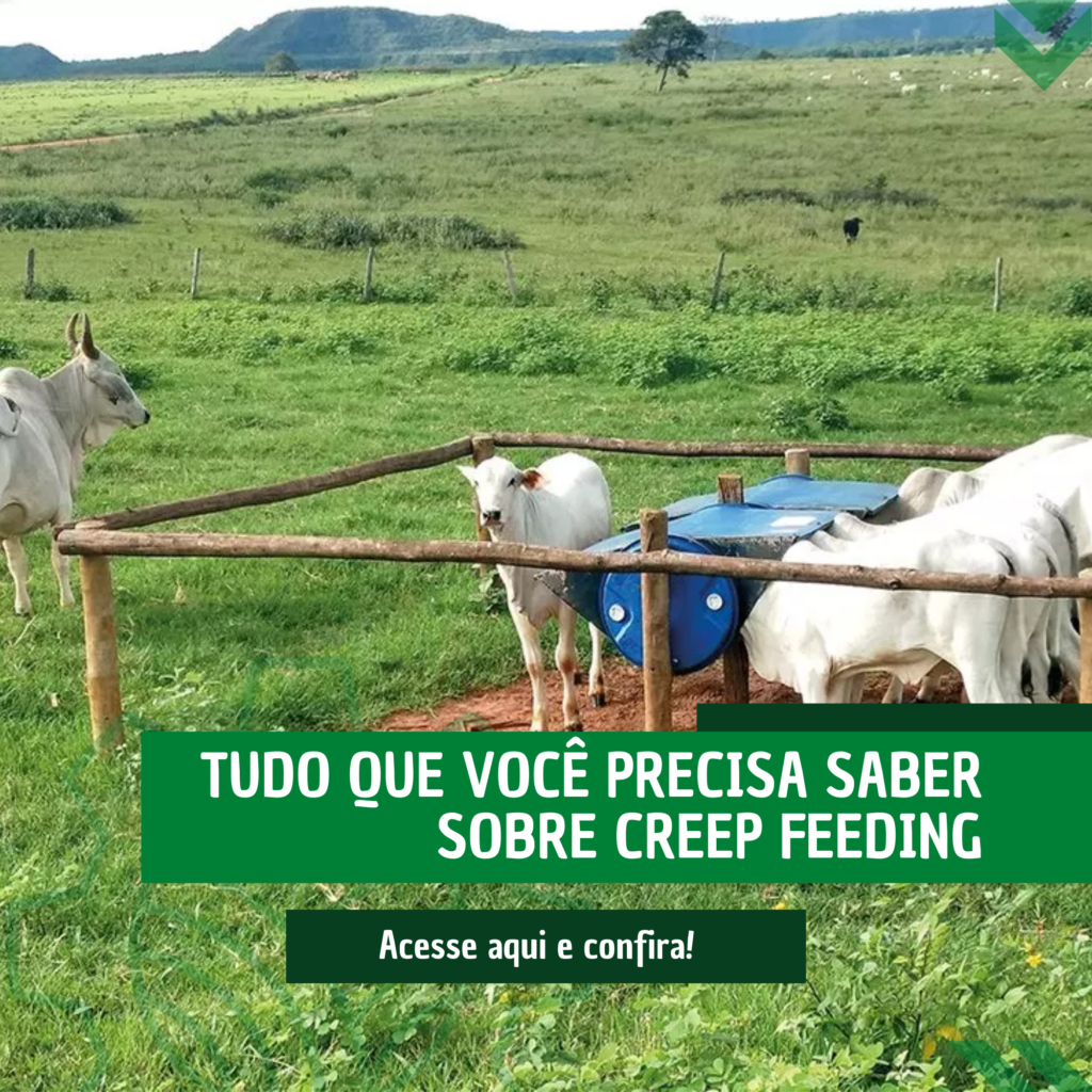 Tudo que você precisa saber sobre Creep Feeding