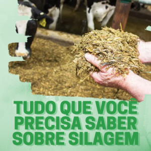 Tudo que você precisa saber sobre silagem