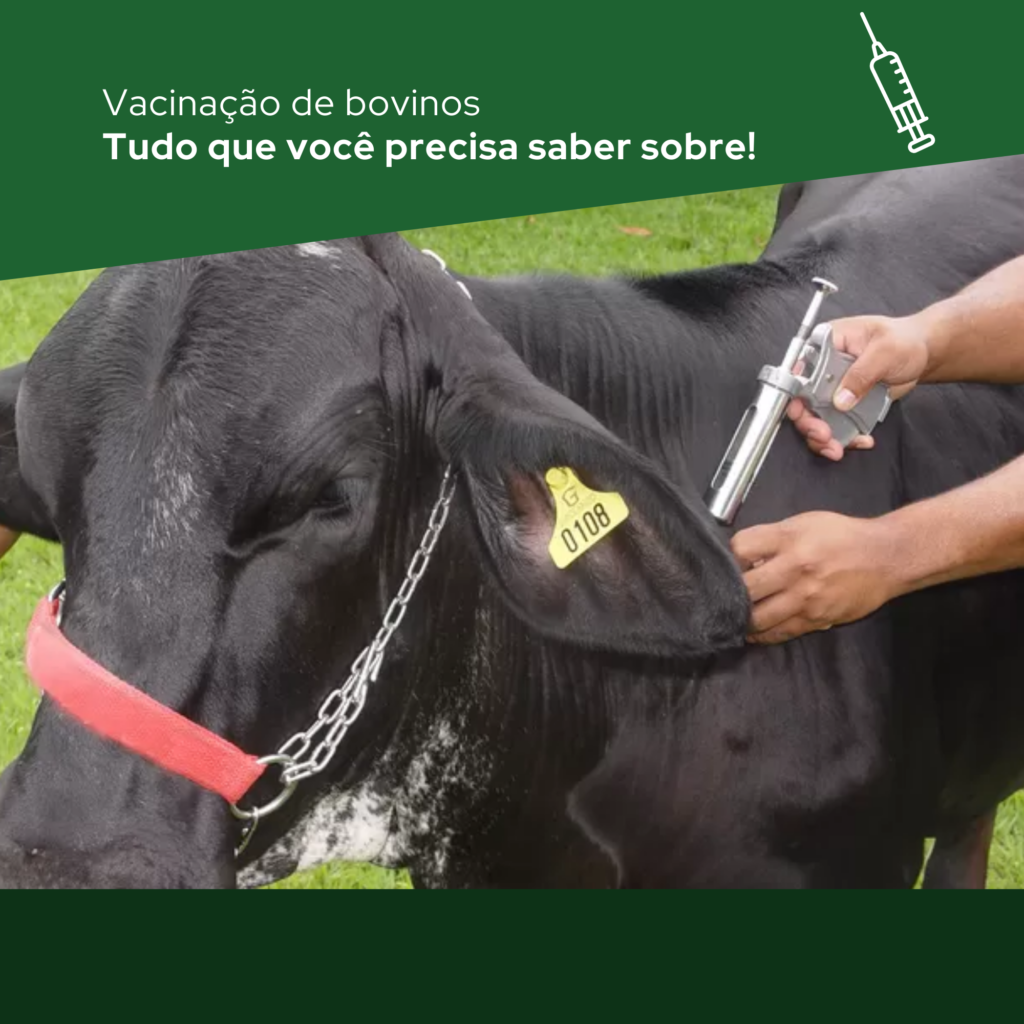 Vacinação de bovinos