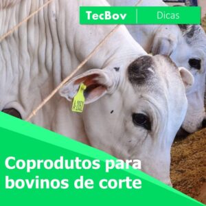 coprodutos-para-bovinos-de-corte