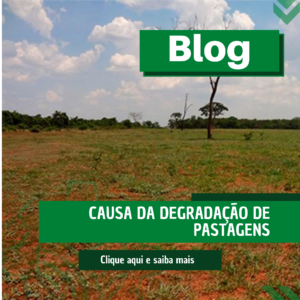 degradacao-de-pastagens