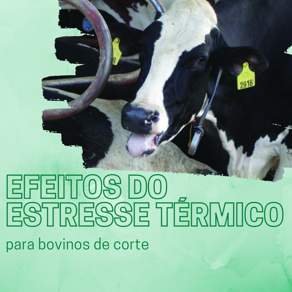 estress-termico-em-bovinos