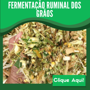 fermentacao-ruminal-nos-graos