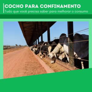 Cocho para confinamento: Tudo que você precisa saber para melhorar o consumo