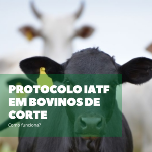 Protocolo IATF em bovinos de corte