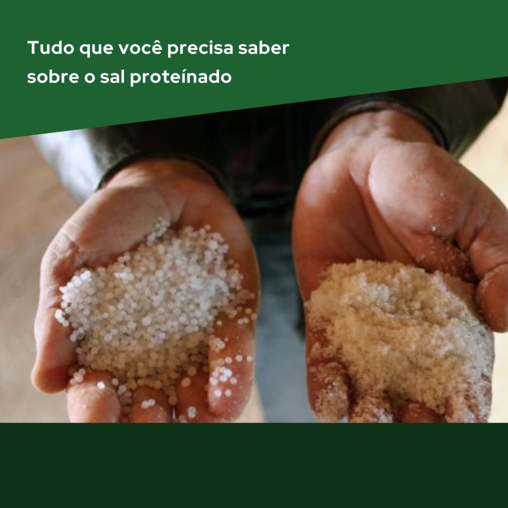 Tudo que você precisa saber sobre o sal proteínado