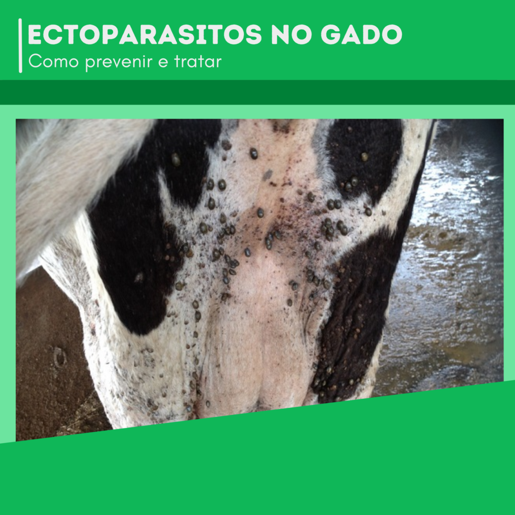 ectoparasitos-no-gado-como-prevenir-e-tratar