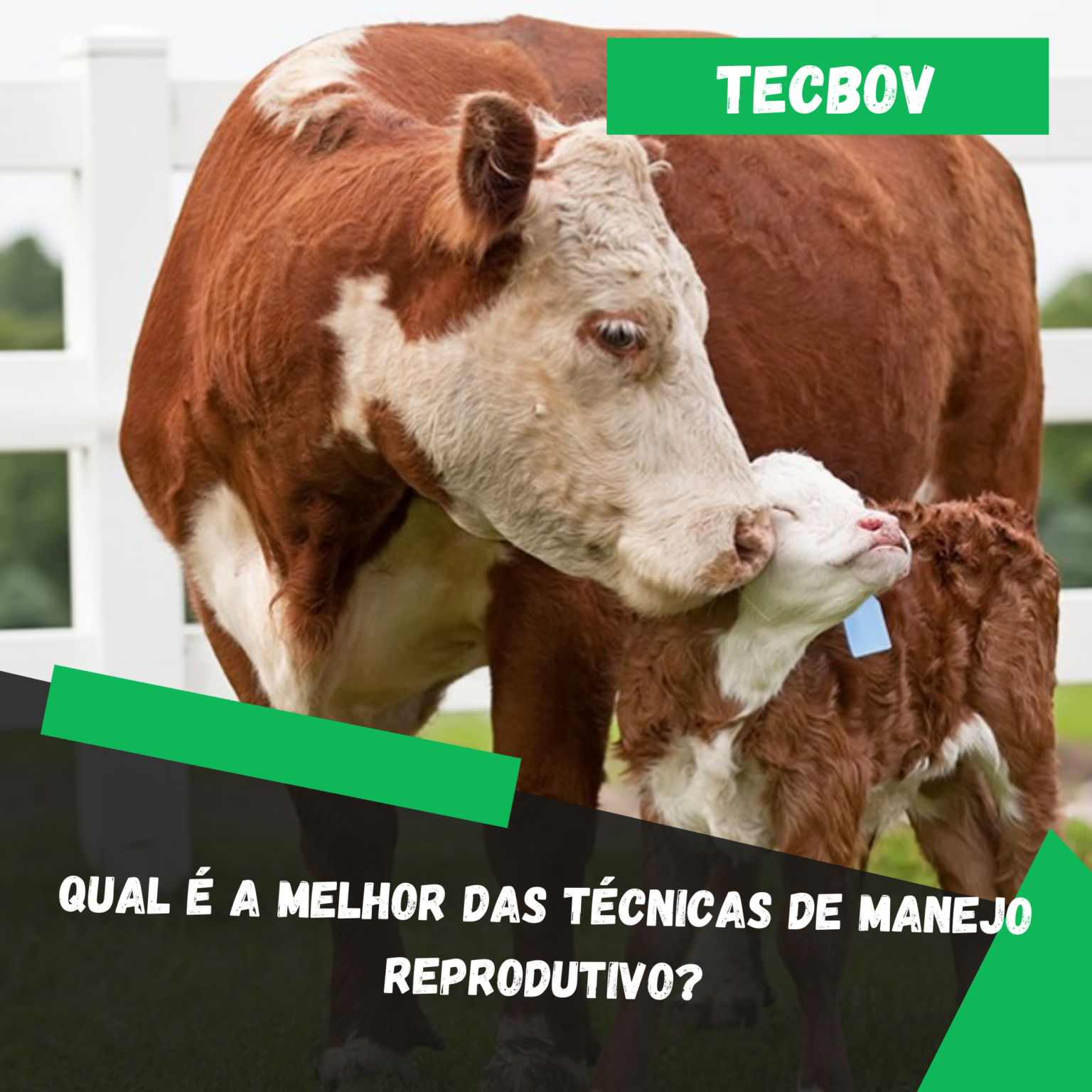 Qual A Melhor Das T Cnicas De Manejo Reprodutivo Tecbov