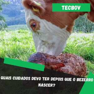 bezerro recém nascido