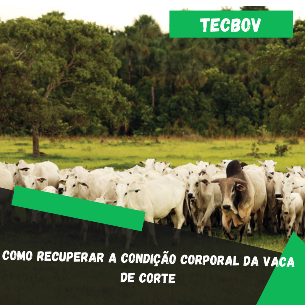 Como recuperar a condição corporal da vaca de corte