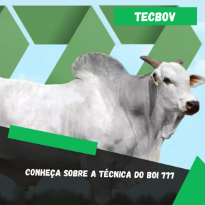 Conheça sobre a Técnica do Boi 777