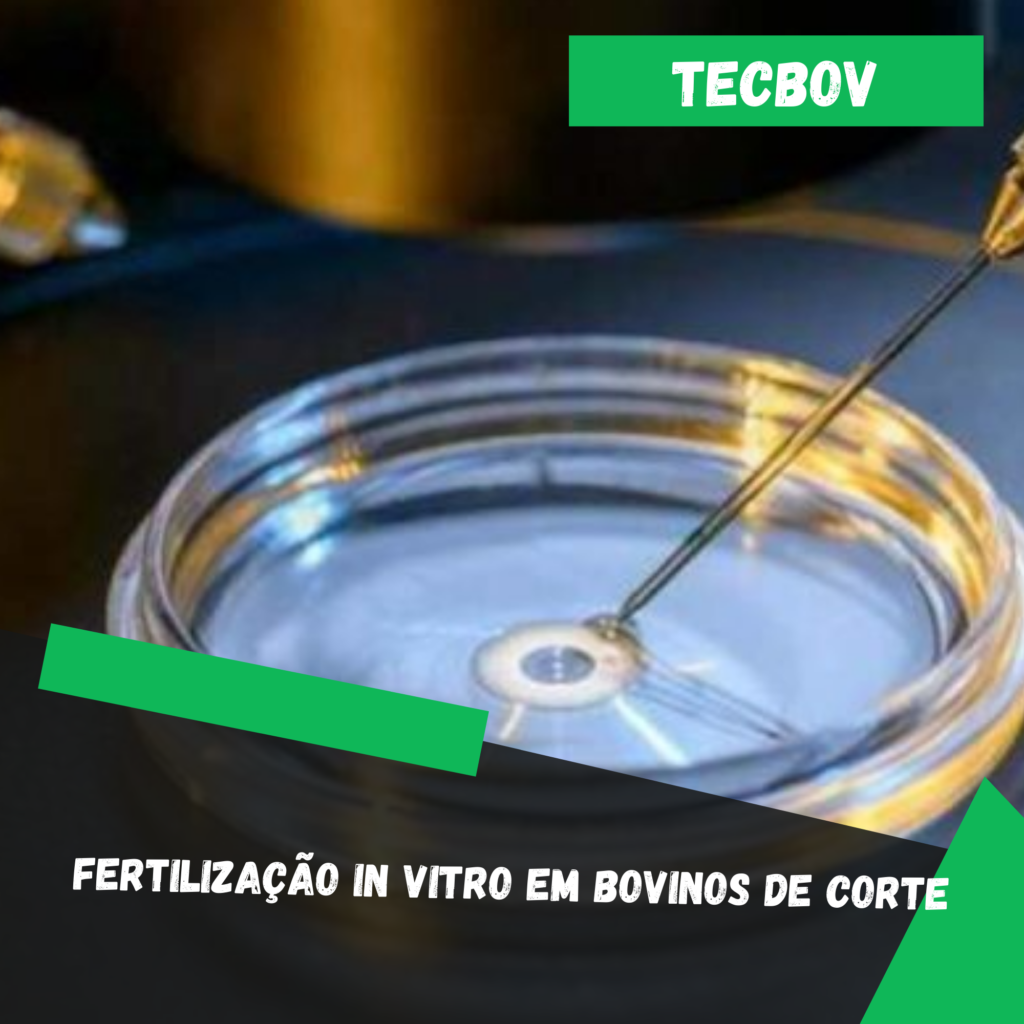 Fertilização in vitro em bovinos de corte