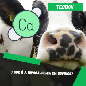O que é a hipocalcemia em bovinos