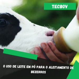 O uso de leite em pó para o aleitamento de bezerros
