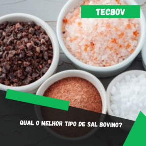 Qual o melhor tipo de sal bovino