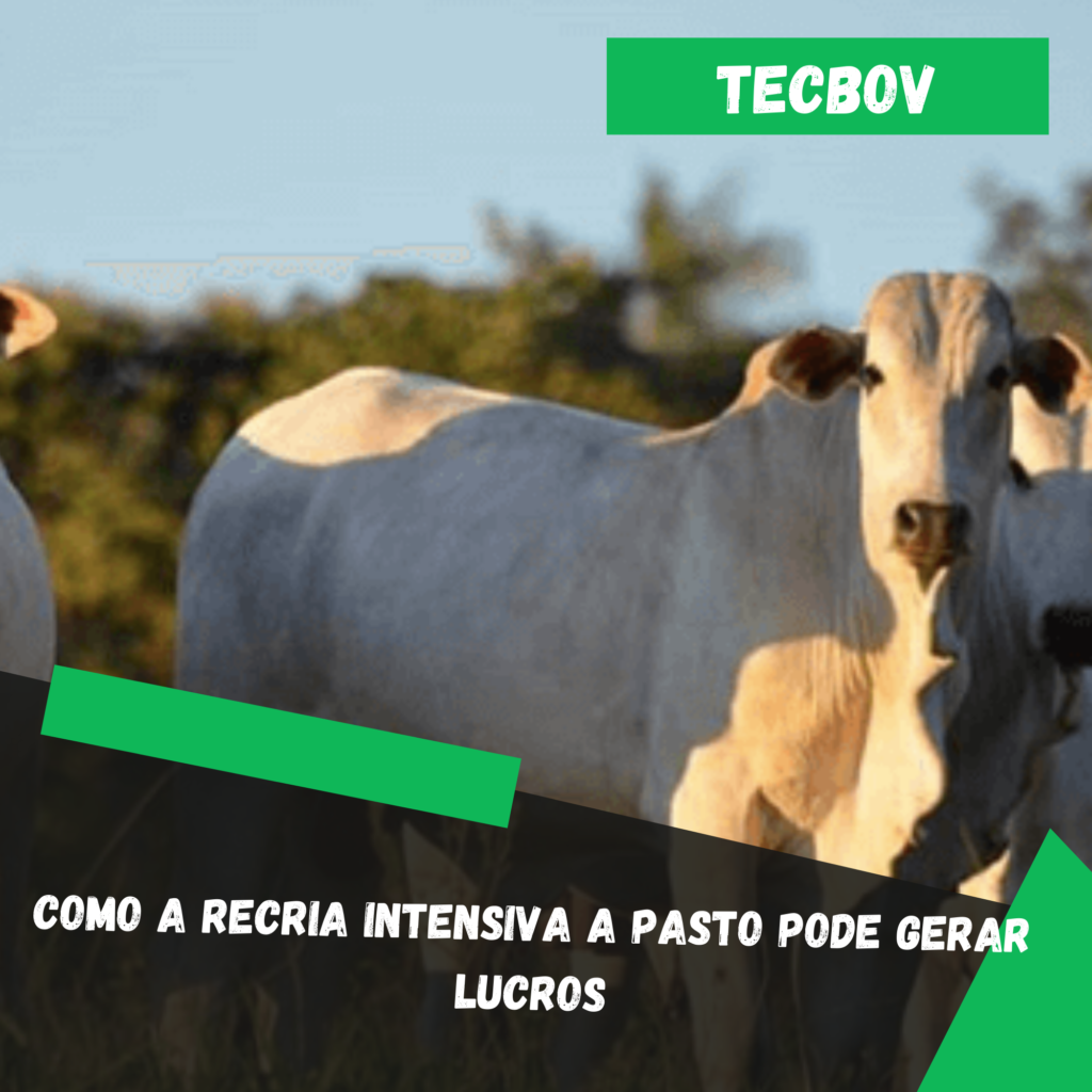 Como a Recria Intensiva a Pasto pode gerar lucros