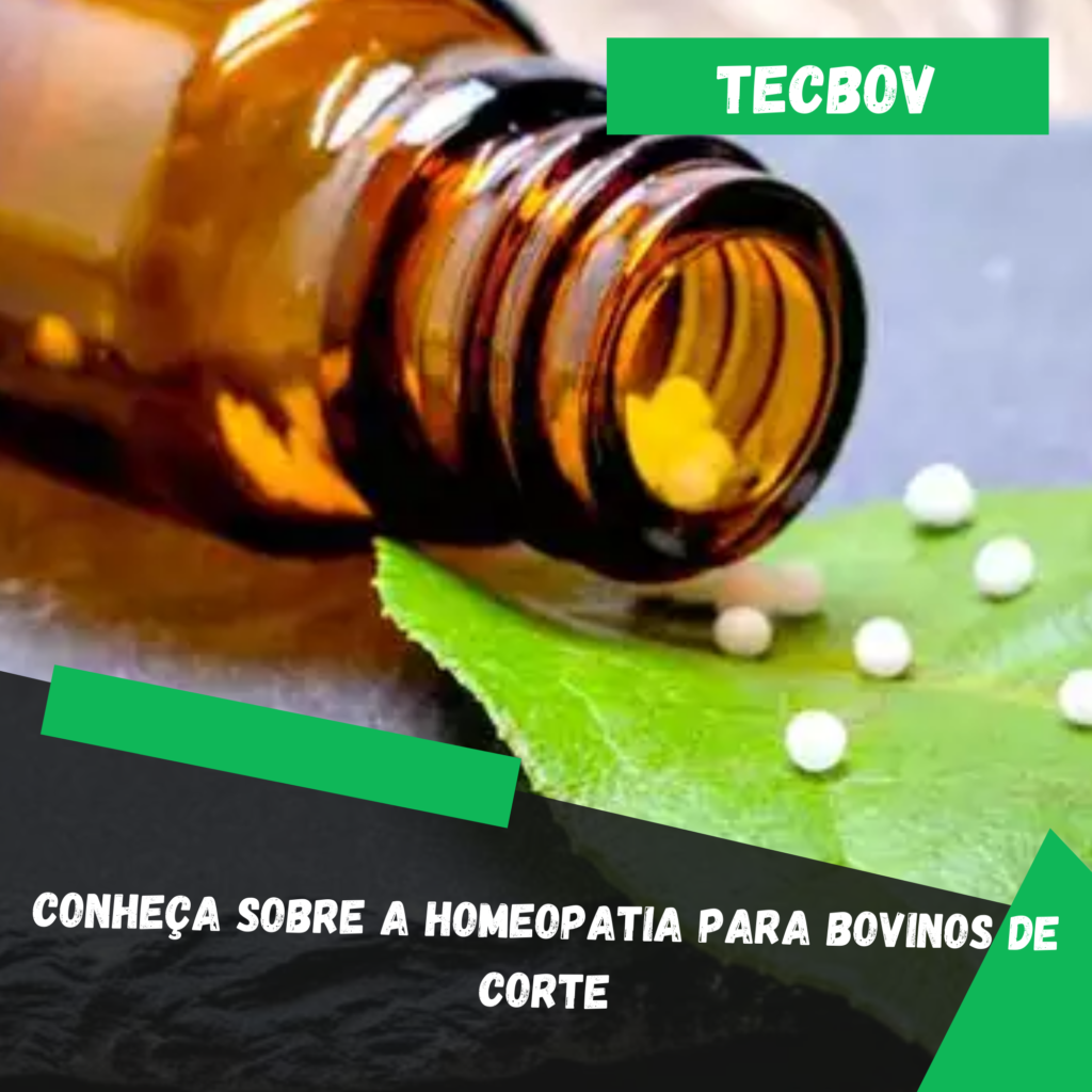 conheca-sobre-a-homeopatia-para-bovinos-de-corte