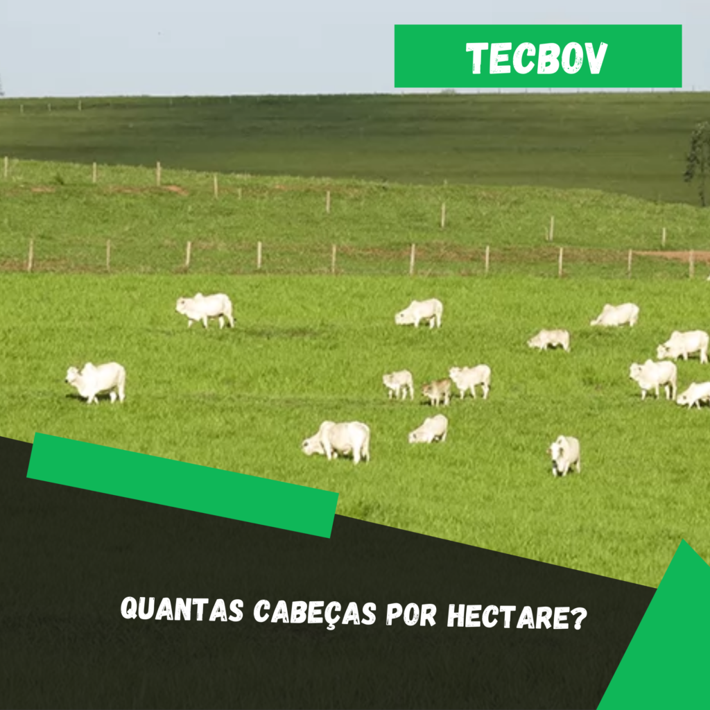 quantas-cabecas-por-hectare