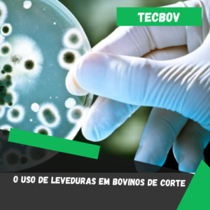 levedura em corte bovino