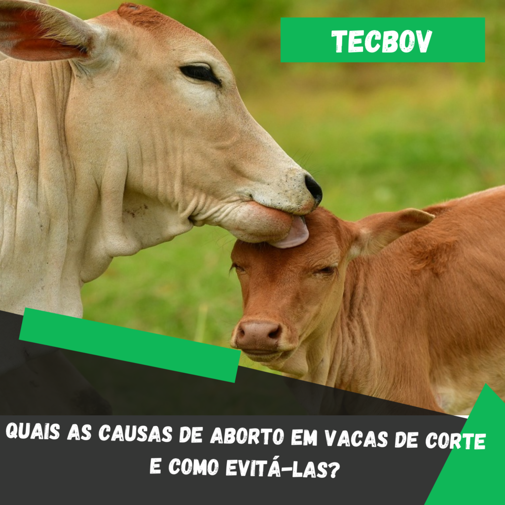 Quais as causas de aborto em vacas de corte e como evitá-las?