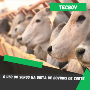 O uso do sorgo na dieta de bovinos de corte